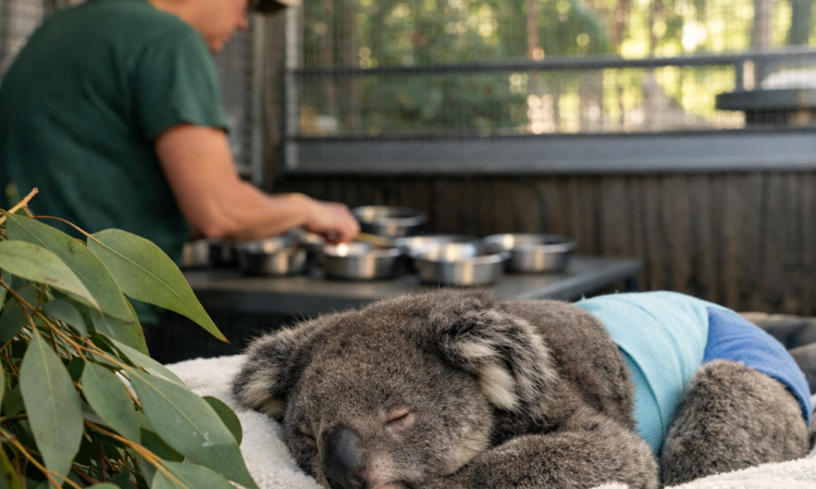 Koala in recovery enclosure at Port Macquarie Koala Hospital with eucalyptus branches