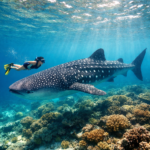Snorkeler swimming beside whale shark at Ningaloo Reef in clear blue water